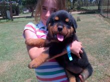 Magnificient Rottweiler puppies ready for new homes