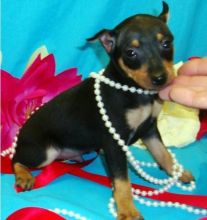 Male and female Miniature Pinscher Puppies for your family.
