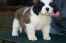 Male and female Saint Bernard Puppies.