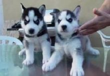 Male and female siberian husky  Puppies with 1 Year Health Guarantee