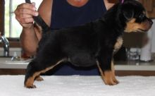 Pure Rottweiler Pups Beautiful german bloodline puppies for sale