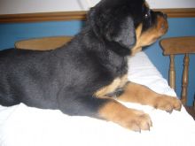 Rottweiler Puppies for adoption available