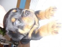 Smart and up to date shots Rottweiler Puppies