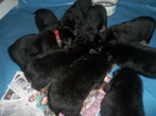 Smart Rottweiler Puppies Available,.-Text us on 442-888-8757