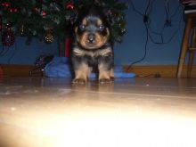 Take Max and Bella the Rottweilers home for adoption