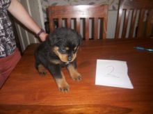 Black/Tan Rottweiler Puppies-Text us on 442-888-8757