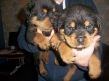 well trained rottweiler puppies available for your home