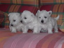 West highland white terrier puppies.