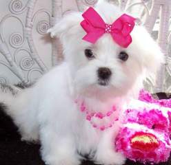 Adorable Home raised Maltese Puppies Image eClassifieds4u
