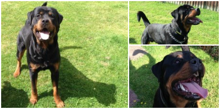 Adorable Vet Checked Rottweiler Puppies Image eClassifieds4u