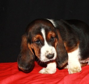 BASSET HOUND PUPPIES FOR ADOPTION Image eClassifieds4u