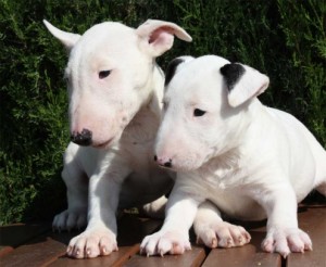 Bull Terrier Puppies Image eClassifieds4u