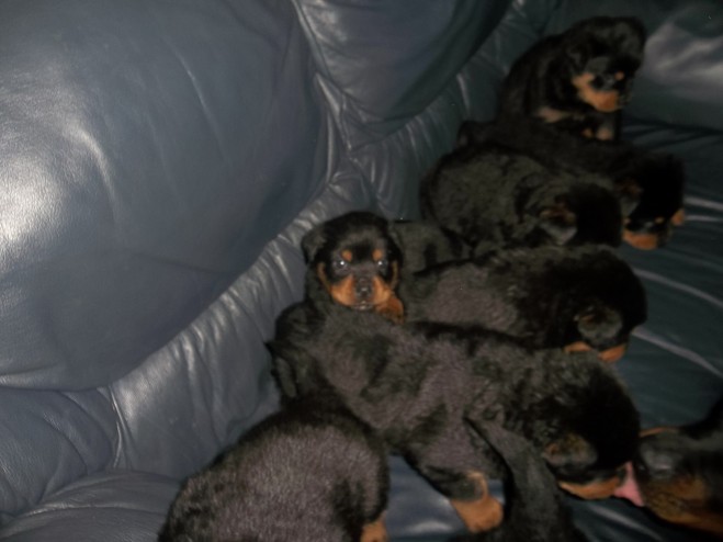 Gorgeous Chunky Female Rottweiler Pups Ready Now Image eClassifieds4u