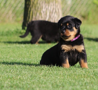 Healthy Male and Female Rottweiler Puppies Available Image eClassifieds4u