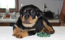 Adorable Vet Checked Rottweiler Puppies Image eClassifieds4u 3