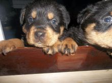 Cute Rottweiler puppies for adoption-Text us on 442-888-8757 Image eClassifieds4u 4