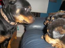 Gorgeous Chunky Female Rottweiler Pups Ready Now Image eClassifieds4u 4