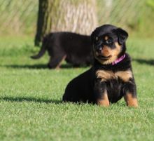 Healthy Male and Female Rottweiler Puppies Available Image eClassifieds4u 4
