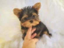 Inteligent Yorkshire Terrier puppies for adoption Image eClassifieds4U