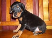 Male and female Doberman Puppies. Image eClassifieds4U