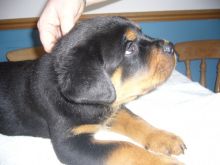Rottweiler Puppies for adoption available Image eClassifieds4u 3