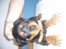 Rottweiler Puppies for adoption available Image eClassifieds4u 4