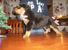 Rottweiler Puppies Sudbury-Text us on 442-888-8757 Image eClassifieds4u 2