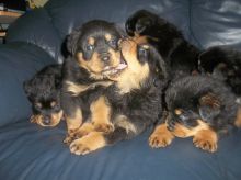 Rottweiler Puppies Sudbury-Text us on 442-888-8757 Image eClassifieds4u 4