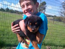 Smart and Healthy German Rottweiler Pups For Your protection Image eClassifieds4u 1