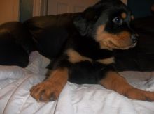 Smart and Healthy German Rottweiler Pups For Your protection Image eClassifieds4u 3