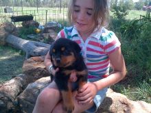 Smart and Healthy German Rottweiler Pups For Your protection Image eClassifieds4u 2