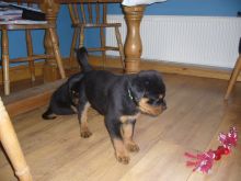 Smart and up to date shots Rottweiler Puppies Image eClassifieds4u 2