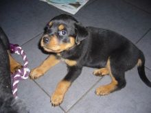 Smart and up to date shots Rottweiler Puppies Image eClassifieds4u 4