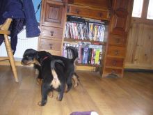 Smart and up to date shots Rottweiler Puppies Image eClassifieds4u 3
