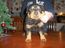 Smart Rottweiler Puppies Available,.-Text us on 442-888-8757 Image eClassifieds4u 4