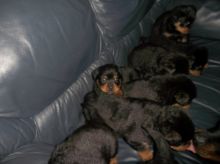 Black/Tan Rottweiler Puppies Quality litter of girls and boys Image eClassifieds4u 4