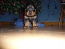 Black/Tan Rottweiler Puppies Quality litter of girls and boys Image eClassifieds4u 3
