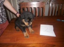 Black/Tan Rottweiler Puppies-Text us on 442-888-8757 Image eClassifieds4u 1
