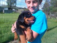 Black/Tan Rottweiler Puppies-Text us on 442-888-8757 Image eClassifieds4u 3
