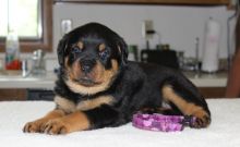 Very Healthy Rottweiler Puppies male and female available Image eClassifieds4u 3