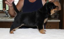 Very Healthy Rottweiler Puppies male and female available Image eClassifieds4u 1