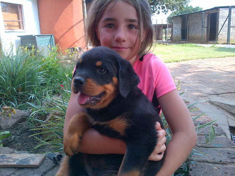 Magnificient Rottweiler puppies ready for new homes Image eClassifieds4u