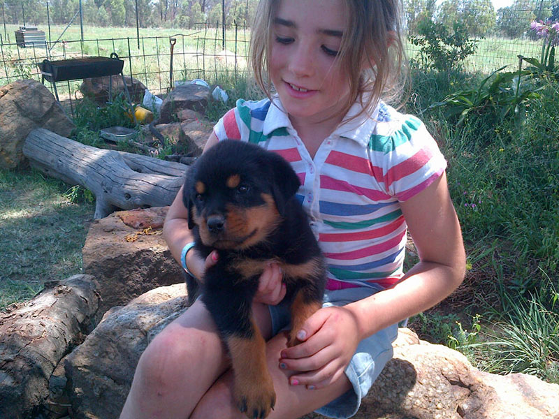 Magnificient Rottweiler puppies ready for new homes Image eClassifieds4u