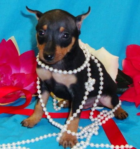 Male and female Miniature Pinscher Puppies for your family. Image eClassifieds4u