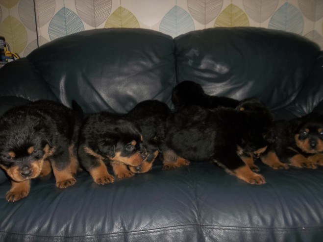 Male and female Rottweiler puppies for pet lovers Image eClassifieds4u
