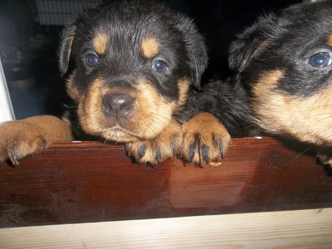 Male and female Rottweiler puppies for pet lovers Image eClassifieds4u