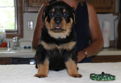 Pure Rottweiler Pups Beautiful german bloodline puppies for sale Image eClassifieds4u