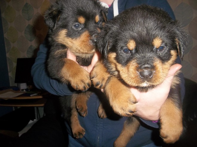 Quality Rottweiler Pup for sale with full paperwork Image eClassifieds4u