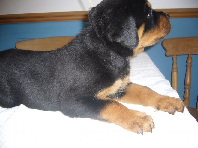 Rottweiler Puppies for adoption available Image eClassifieds4u