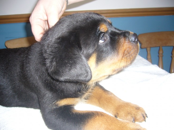 Rottweiler Puppies for adoption available Image eClassifieds4u